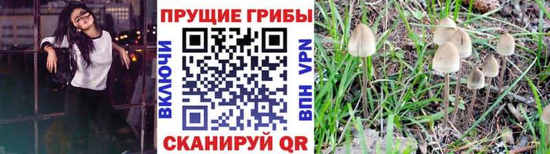 Псилоцибиновые грибы Psilocybine cubensis  Мыски 